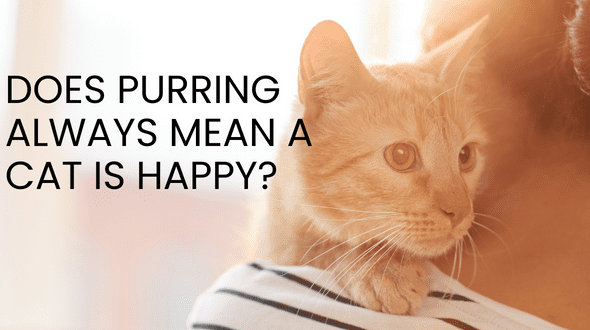 Does Purring Always Mean a Cat is Happy?