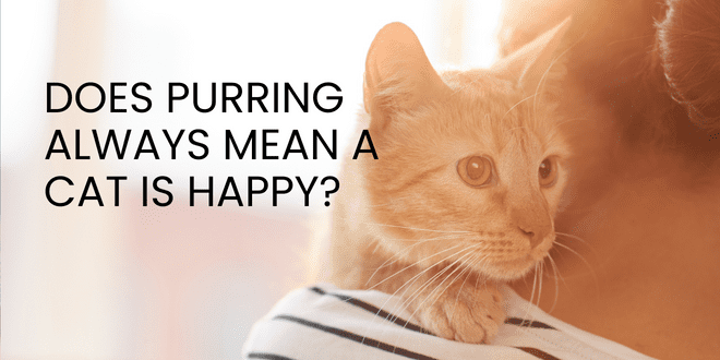 Does Purring Always Mean a Cat is Happy?