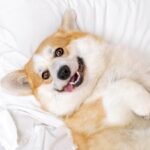 Flea & Tick Prevention for Corgis: A Safe & Effective 4 Step Plan