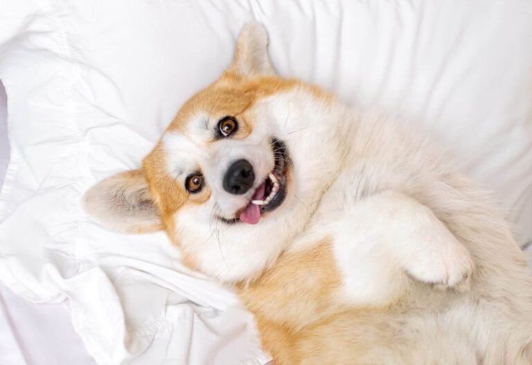 Flea & Tick Prevention for Corgis: A Safe & Effective 4 Step Plan