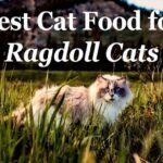The 6 Best Cat Foods For Ragdoll Cats 2026