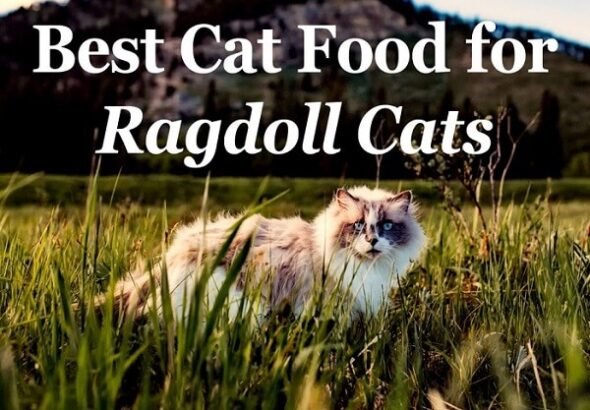 The 6 Best Cat Foods For Ragdoll Cats 2026