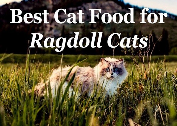 The 6 Best Cat Foods For Ragdoll Cats 2026