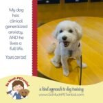 Generalized Anxiety In My Dog: Dawson’s Story |