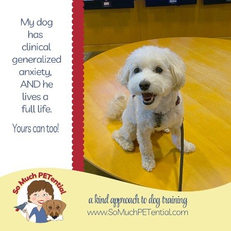 Generalized Anxiety In My Dog: Dawson’s Story |