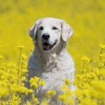 500 Polish Dog Names – Puppy Leaks