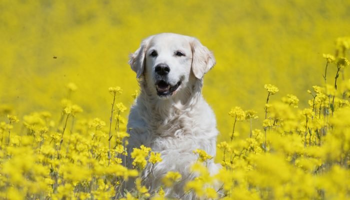 500 Polish Dog Names – Puppy Leaks
