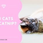 Can Cats Eat Catnip? – Catorcat.com