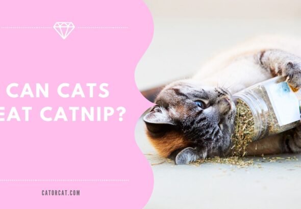 Can Cats Eat Catnip? – Catorcat.com