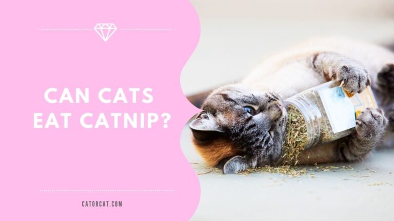Can Cats Eat Catnip? – Catorcat.com