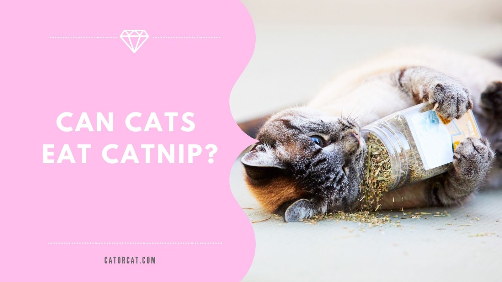 Can Cats Eat Catnip? – Catorcat.com