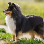 When Is The Best Time To Spay Or Neuter My Shetland Sheepdog?