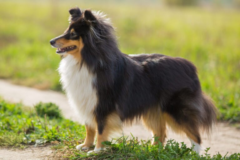 When Is The Best Time To Spay Or Neuter My Shetland Sheepdog?