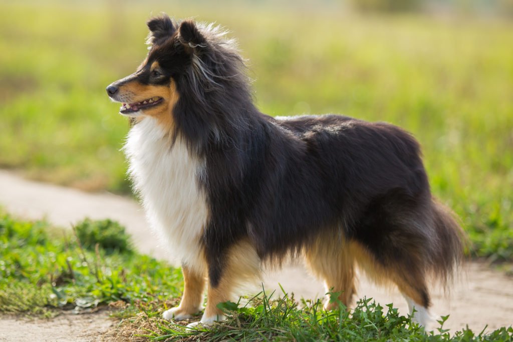 When Is The Best Time To Spay Or Neuter My Shetland Sheepdog?