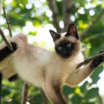 Why Cats Love To Get High