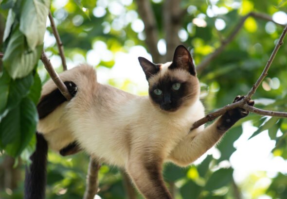 Why Cats Love To Get High