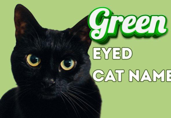 150+ Green Eyed Cat Names for Every Purr-sonality