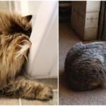 What Every Cat Owner Needs To Know