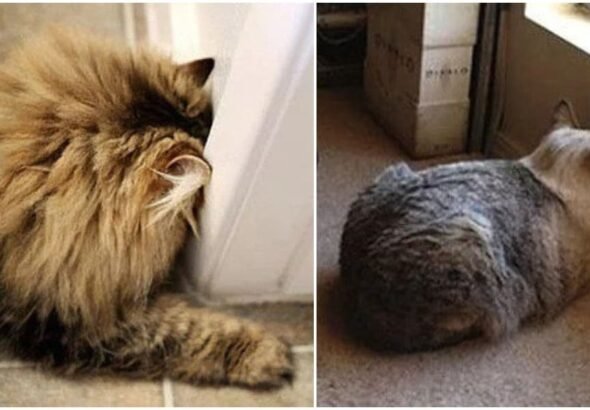 What Every Cat Owner Needs To Know