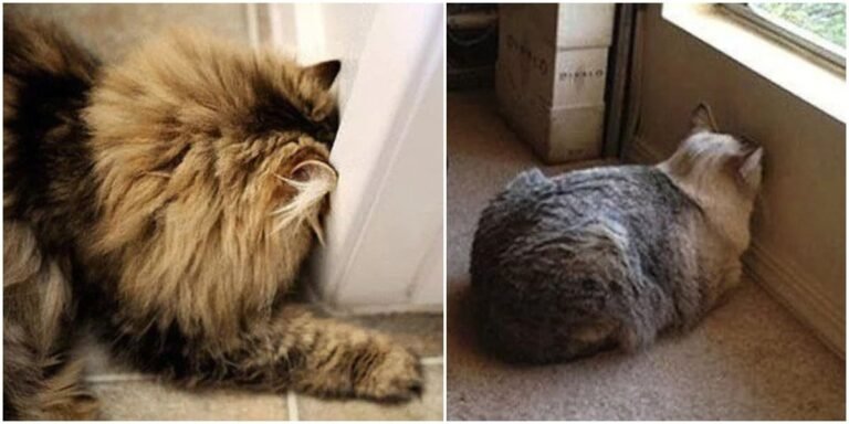 What Every Cat Owner Needs To Know