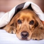 That Feeling Something Isn’t Right With Your Dog? Here’s What To Look For.