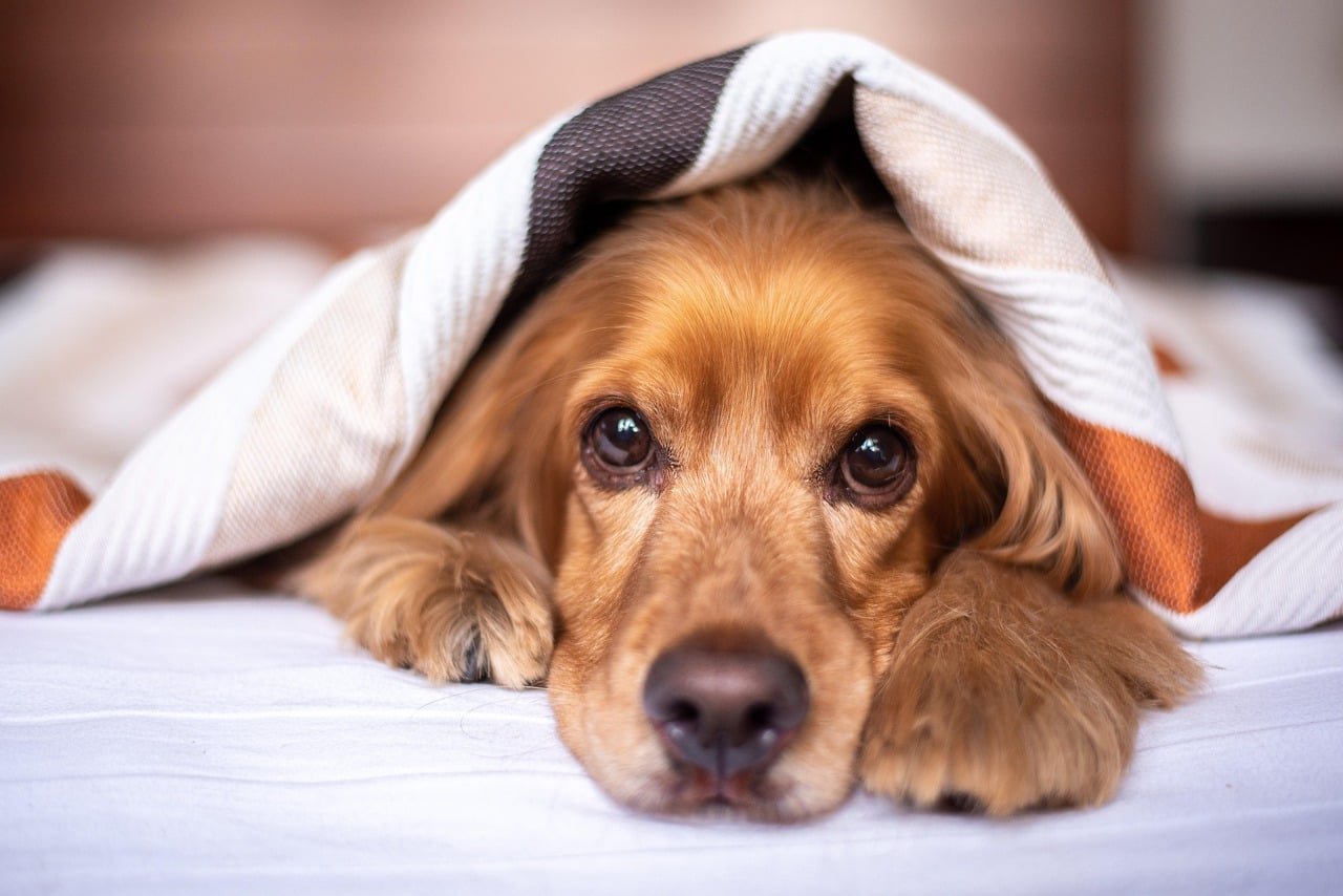 That Feeling Something Isn’t Right With Your Dog? Here’s What To Look For.