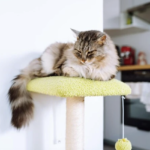 Why Every Cat Owner Should Consider a Cat Scratching Post