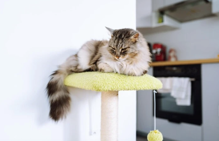 Why Every Cat Owner Should Consider a Cat Scratching Post