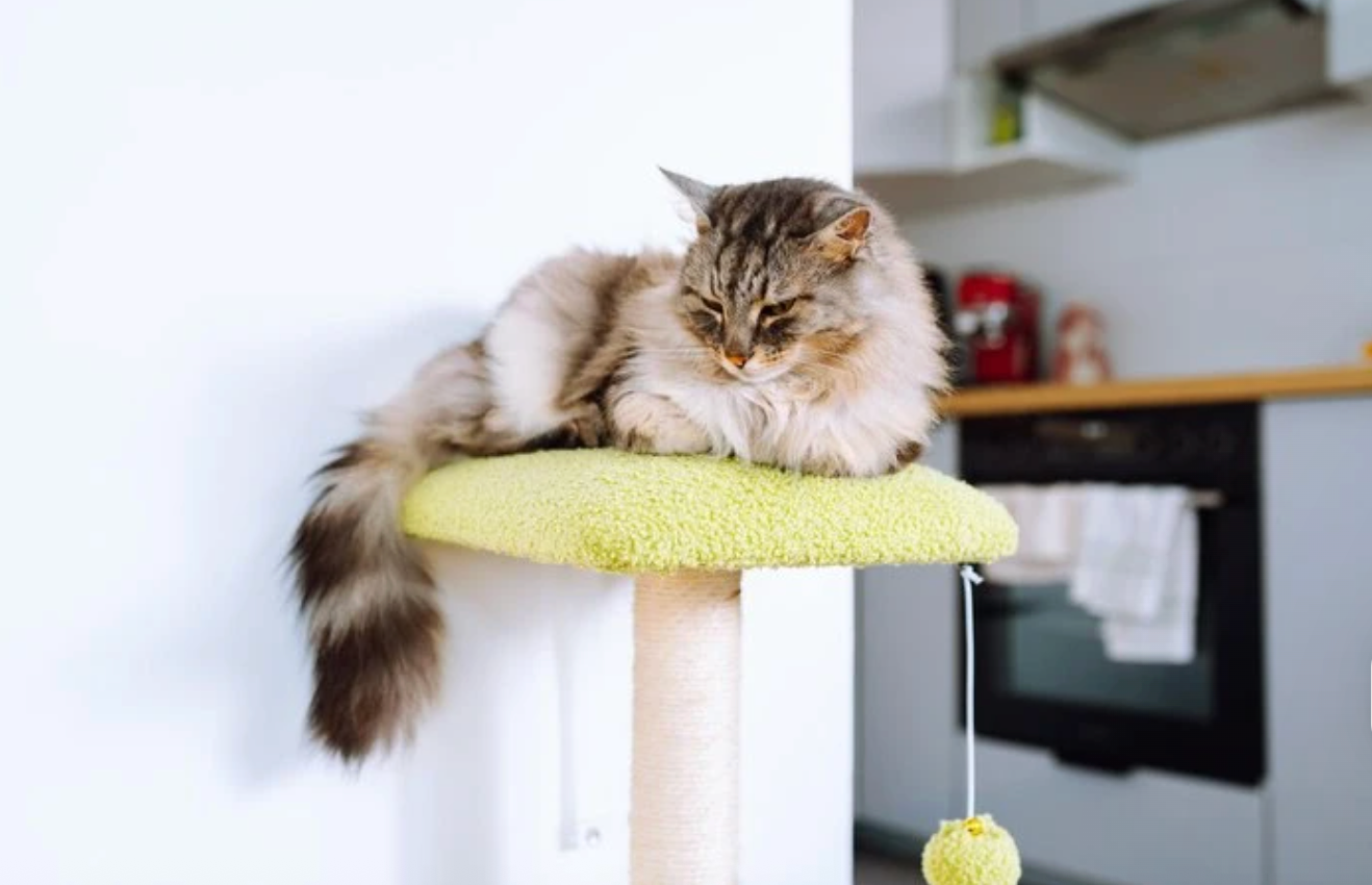 Why Every Cat Owner Should Consider a Cat Scratching Post