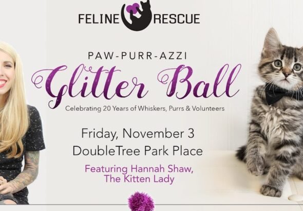Help us celebrate 20 years of cat rescue!