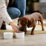 Dachshund Feeding Chart: Age-Wise Food Guide