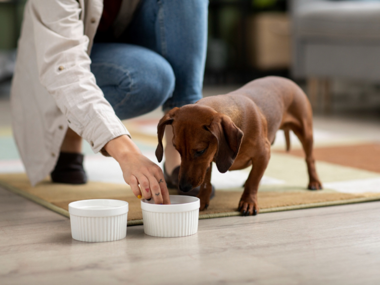 Dachshund Feeding Chart: Age-Wise Food Guide
