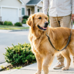 How to Stop Your Dog From Pulling on the Leash: Training Tips, Harnesses & Solutions