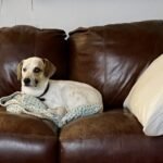 Getting Startled Can Hurt: Does That Happen to My Dog?