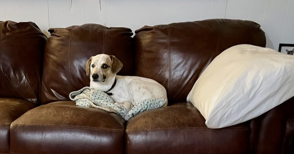 Getting Startled Can Hurt: Does That Happen to My Dog?