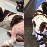 How to Prevent ACL Injuries in Dogs (And Other Seasonal Risks)