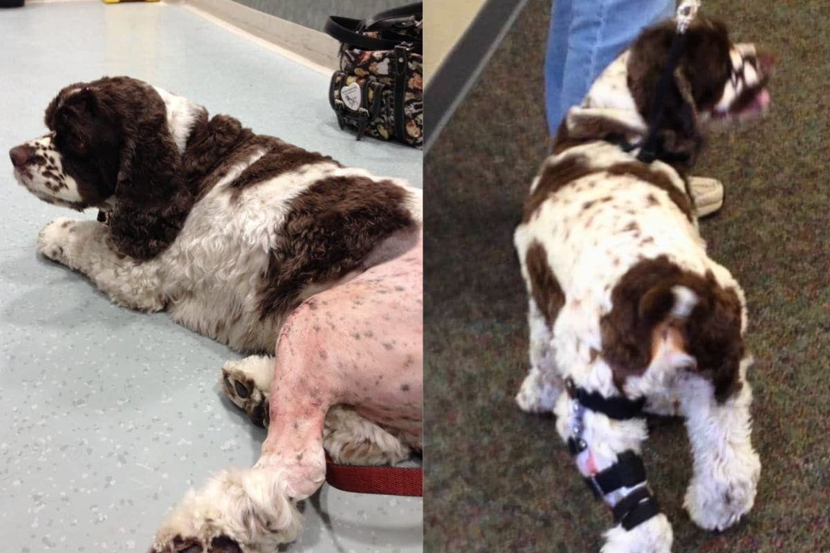 How to Prevent ACL Injuries in Dogs (And Other Seasonal Risks)