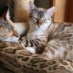 The Most Popular Bengal Cat Colors and Patterns You Need to Know