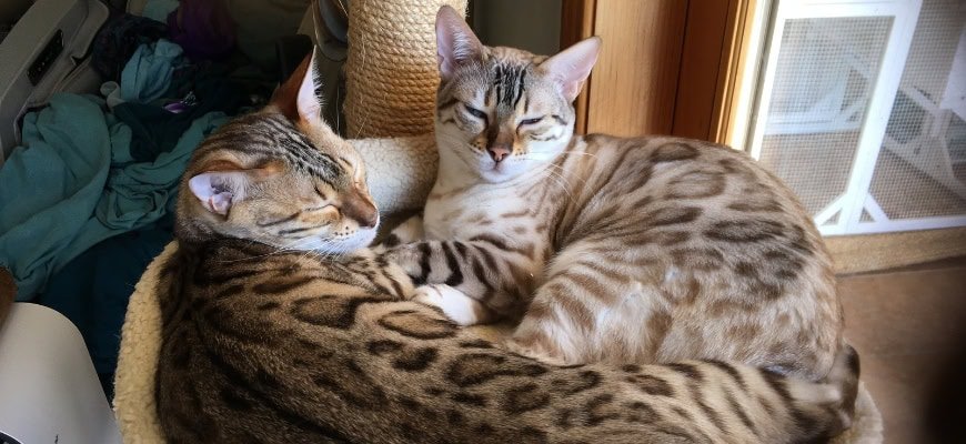 The Most Popular Bengal Cat Colors and Patterns You Need to Know