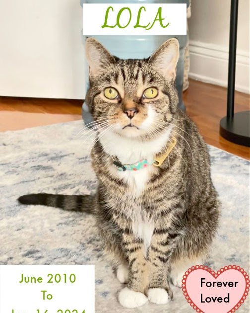 Lola The Rescued Cat: June, 2010 – January 16, 2024