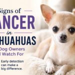 Signs of Cancer in Chihuahuas: What Dog Owners Should Watch For