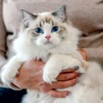 12 Cutest Cat Breeds That Are Impossible Not to Love