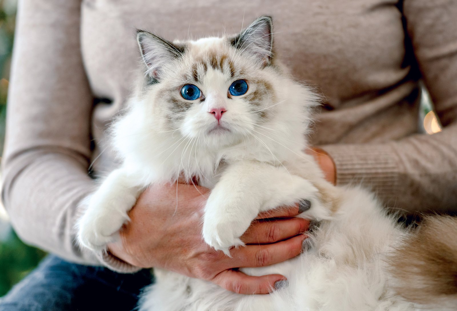 12 Cutest Cat Breeds That Are Impossible Not to Love