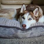 Best Dog Beds for Huskies