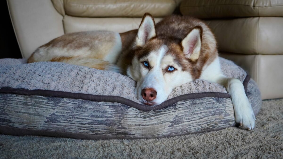 Best Dog Beds for Huskies