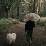 Puppy Won’t Pee in the Rain? 7 Trainer Tips
