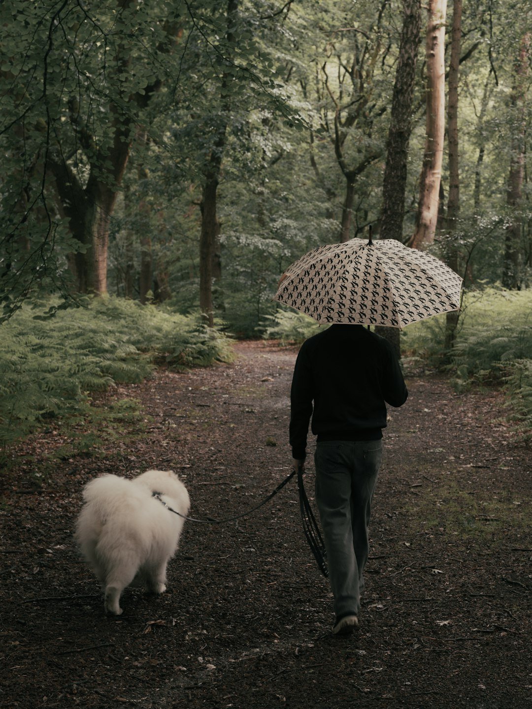 Puppy Won’t Pee in the Rain? 7 Trainer Tips