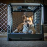 Diggs Revol Dog Crate: The Best Collapsible Dog Crate for Home & Travel