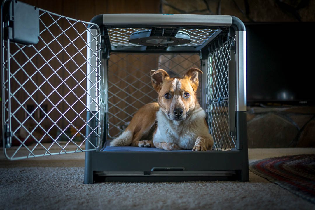 Diggs Revol Dog Crate: The Best Collapsible Dog Crate for Home & Travel