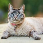 Meet the Cat That Doesn’t Purr Like a Housecat, Doesn’t Blend In, and Doesn’t Let You Forget It’s Watching